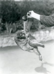 Un kinkajou suspendu au doigt d