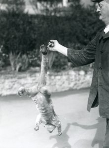 Un kinkajou suspendu à l