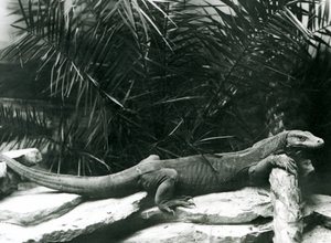 Un dragon de Komodo reposant son cou et ses pattes avant contre une bûche au zoo de Londres en juin 1927