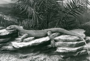 Un dragon de Komodo reposant sur un mur rocheux au Zoo de Londres en 1927