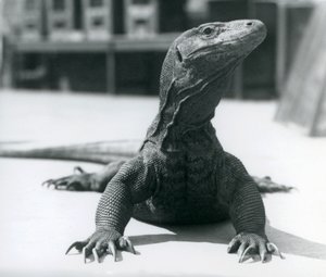 Un dragon de Komodo au zoo de Londres