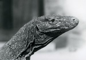 Un dragon de Komodo au zoo de Londres en août 1928