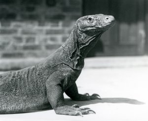 Un dragon de Komodo au zoo de Londres en août 1928