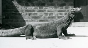 Un dragon de Komodo au zoo de Londres en août 1928