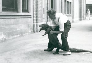 Un dragon de Komodo tenu sur ses pattes arrière par un gardien au zoo de Londres en août 1928 - Frederick William Bond