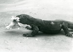 Un dragon de Komodo mangeant un poulet, Zoo de Londres