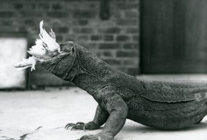 Un dragon de Komodo mangeant un poulet au zoo de Londres en août 1928