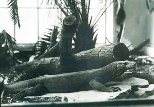 Un dragon de Komodo dans la maison des reptiles au Zoo de Londres en août 1928