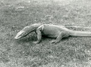 Un dragon de Komodo en promenade sur une pelouse, portant un harnais et une laisse
