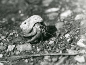 Un crabe ermite terrestre, Zoo de Londres - Frederick William Bond