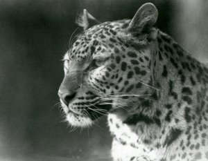 Un léopard au zoo de Londres en 1930 (photo n/b) - Frederick William Bond