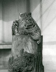 Un léopard allongé sur le sommet d