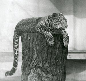 Un léopard allongé sur le sommet d
