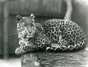 Un léopard se reposant sur une bûche au zoo de Londres en 1929 - Frederick William Bond