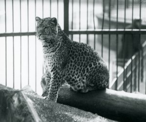 Un léopard assis sur une bûche dans son enclos au Zoo de Londres, septembre 1925 - Frederick William Bond