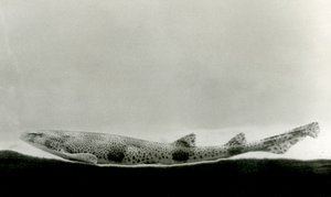Un chien de mer tacheté au Zoo de Londres - Frederick William Bond