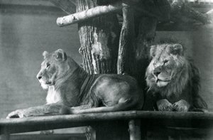 Un lion et une lionne reposant sur une haute plateforme, dans leur enclos, Zoo de Londres en 1929 - Frederick William Bond
