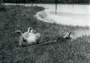 Un lionceau et un tigreau jouant avec une serpillière, sur l