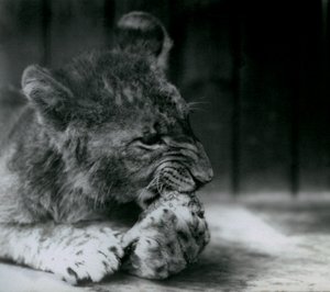 Un lionceau se nourrissant au zoo de Londres en 1927 - Frederick William Bond