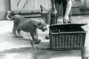 Un lionceau regardant un tigreau dans un panier en osier, que le gardien ouvre, Zoo de Londres, septembre 1925