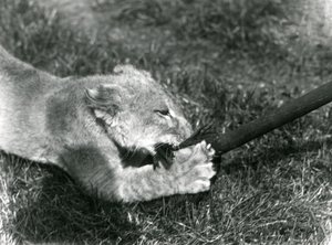 Un lionceau jouant avec une serpillière, tenue par son gardien, sur l