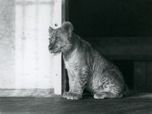 Un lionceau assis sur le sol au zoo de Londres en 1930 - Frederick William Bond