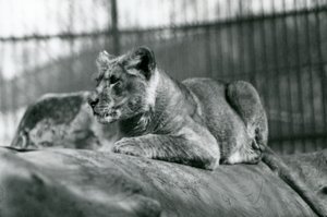 Un lionceau, né dans la ménagerie en juillet 1923, Zoo de Londres, juillet 1924 - Frederick William Bond