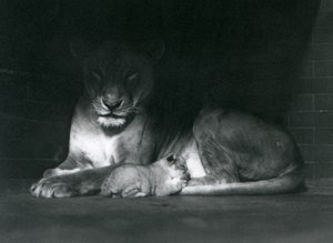 Une lionne et son lionceau allongés à l