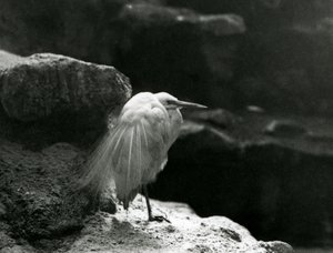 Un Aigrette Garzette reposant parmi les rochers au Zoo de Londres en 1930 (photo n/b)
