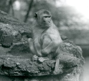 Un macaque assis sur un rocher au Zoo de Londres - Frederick William Bond