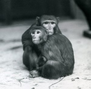 Un macaque avec son bébé assis ensemble sur le sol de leur enclos, Zoo de Londres - Frederick William Bond