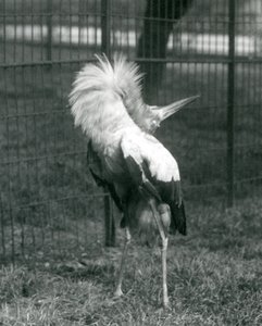 Une cigogne maguari exécutant la danse haut-bas, Zoo de Londres, juillet 1925 - Frederick William Bond