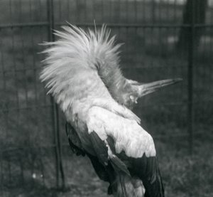 Une cigogne maguari exécutant la danse haut-bas, Zoo de Londres, juillet 1925