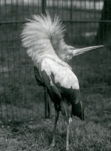 Un marabout maguari exécutant la parade haut-bas, zoo de Londres, juillet 1925