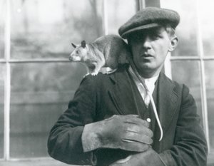 Un rat géant malgache est assis sur l