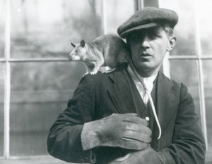 Un rat géant malgache assis sur l