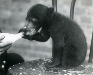 Un ourson malais ou ours du soleil assis sur une chaise tout en étant nourri au biberon par son gardien au zoo de Londres, années 1920 - Frederick William Bond