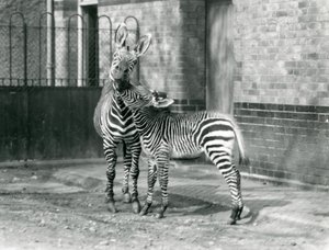 Une zèbre de montagne et son poulain au Zoo de Londres en 1929 (photo n/b)