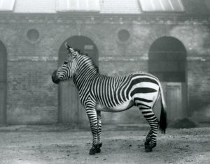 Un zèbre de montagne debout, dans son enclos, devant les grandes portes de la maison des girafes au zoo de Londres en 1927 - Frederick William Bond