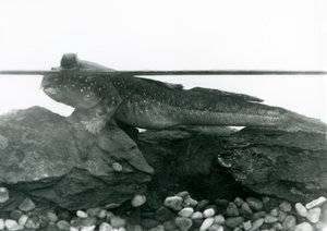 Un gobie, reposant sur des rochers submergés, avec ses yeux au-dessus de l