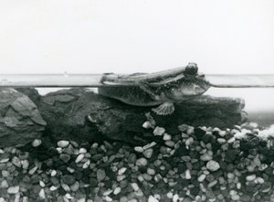 Un gobie, reposant sur des rochers submergés, avec ses yeux au-dessus de l