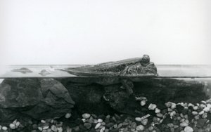 Un gobie, reposant sur des rochers submergés, avec la moitié supérieure de son corps au-dessus de l