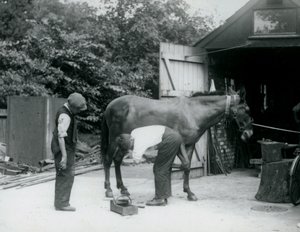 Un mulet ferré au Zoo de Londres en 1924