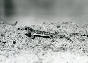 Un Gecko des sables de Namib/Gecko à pieds palmés sur le sable, Zoo de Londres, septembre 1928 (photo n/b)