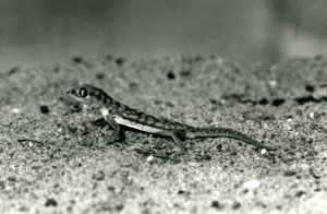 Un gecko des sables de Namib / Gecko à pattes palmées debout sur le sable, Zoo de Londres, septembre 1928