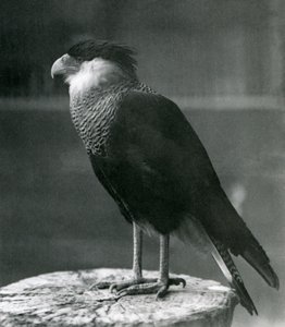 Un Caracara huppé du Nord au Zoo de Londres, avant 1930 - Frederick William Bond