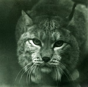 Un lynx boréal, Zoo de Londres, février 1925 - Frederick William Bond