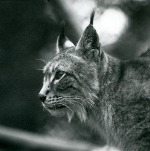 Un lynx boréal au Zoo de Londres, juillet 1925 - Frederick William Bond