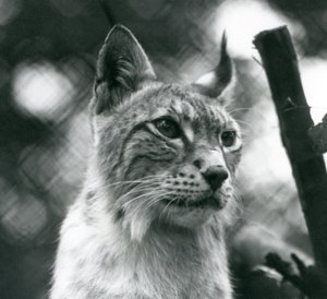 Un lynx boréal au Zoo de Londres, juillet 1925 - Frederick William Bond
