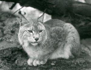 Un lynx boréal assis sur un rocher, Zoo de Londres, octobre 1925 - Frederick William Bond
